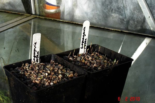 A row of young seedlings sprouting side by side